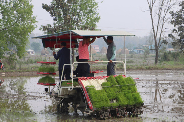 चितवनमा धान रोप्न मेसिनको प्रयोग बढ्यो